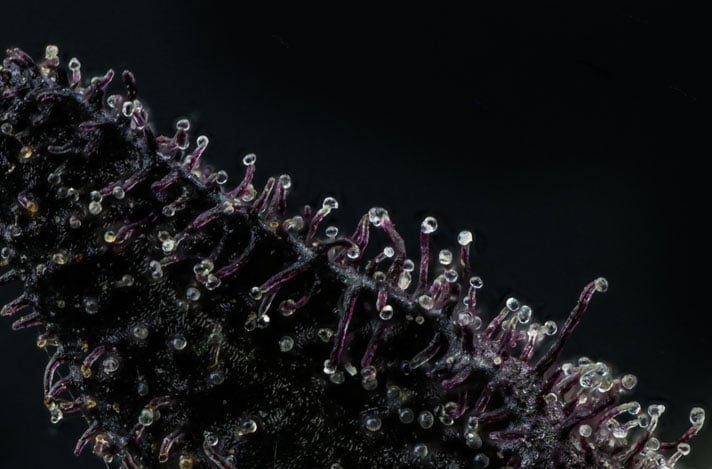 Macro photography of glistening cannabis trichomes.