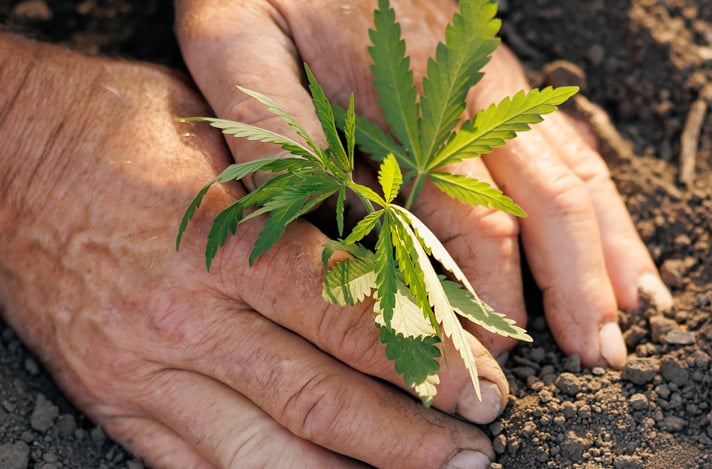 Hands transplanting a young cannabis plant into soil.