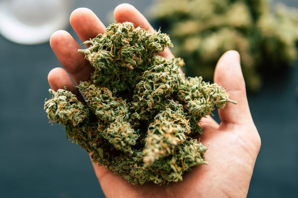 cannabis flower in an open palm of a persons hand