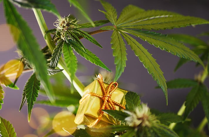 Gift-Guide-for-Growers-blog-feature-image