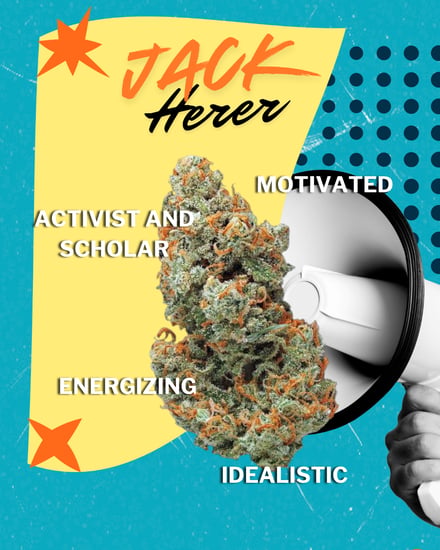 A Jack Herer cannabis bud on a background with a bull horn with yellow, blue and black shapes that resemble an abstract bulleting board.