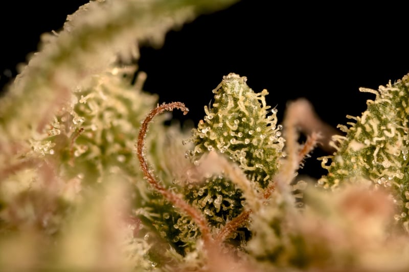 A macro image of trichomes on a cannabis bud.