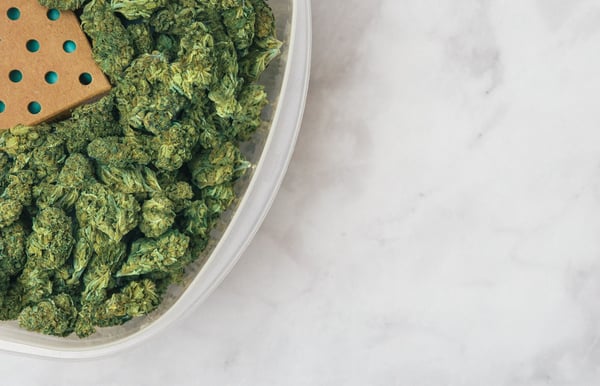 A top-down view of a plastic bin full of cannabis flower on a while backgroud.