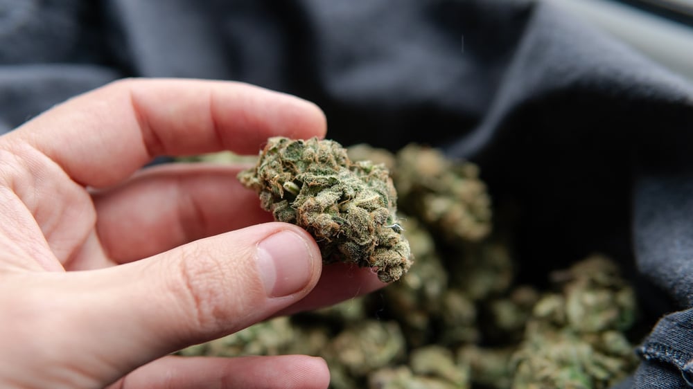 A hand holding a cured cannabis bud.