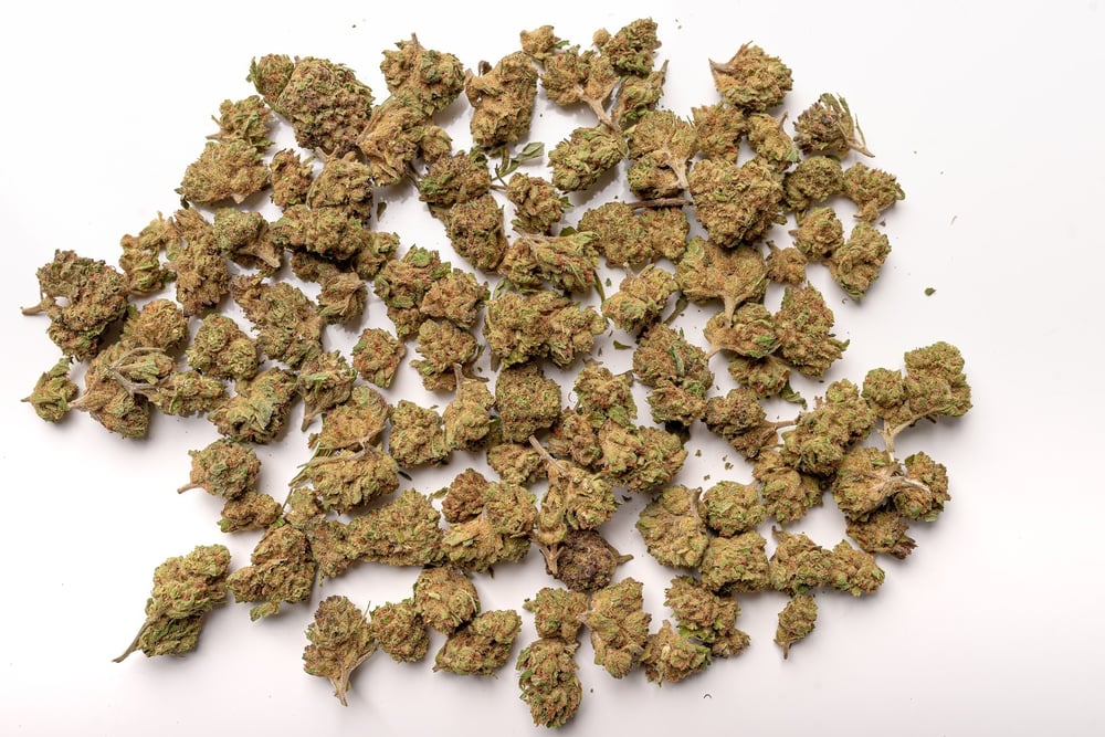 Freshly dried cannabis buds on a white surface 