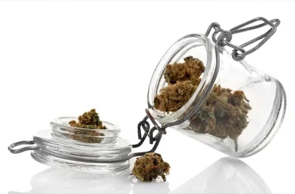 An open hinge-top glass jar with cannabis buds spilling out