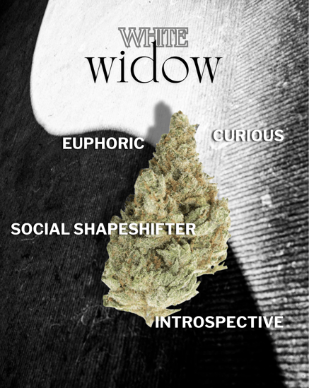 White Widow bud on a high-contrast black and high background.